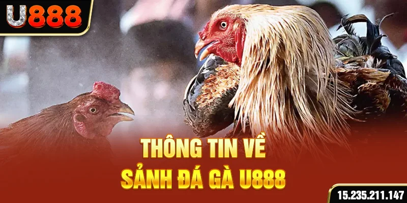 Thông tin về sảnh đá gà U888